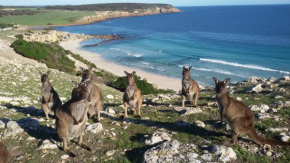 Гостиница Waves & Wildlife Cottages Kangaroo Island  Стокс Бэй